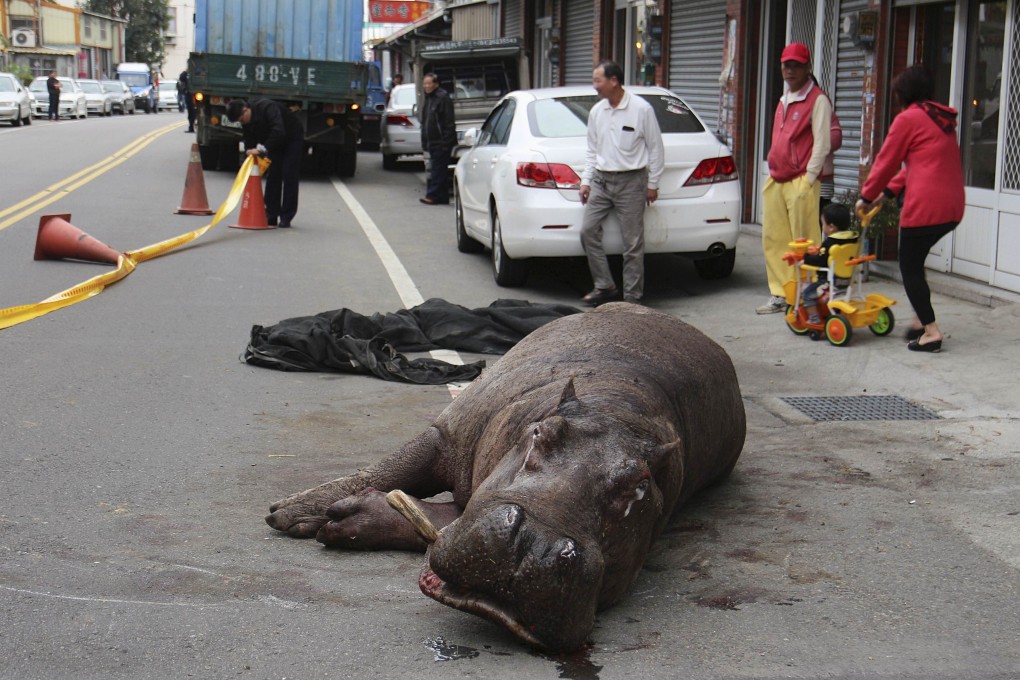 The hippo, named 'A Ho', which was found dead in its pond in a farm in Tawian, had been injured last week after falling from a moving truck (above). Photo: AFP