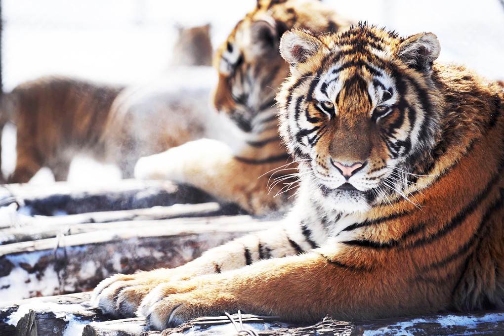 Siberian tigers rest at a tiger Park in Harbin, Heilongjiang. Tigers are considered an endangered species. Photo: AFP