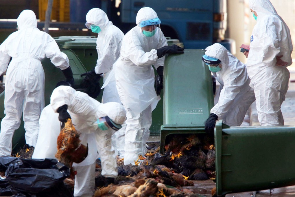 Agriculture, Fisheries and Conservation Department staff dispose of culled chickens at Cheung Sha Wan market. Photo: Felix Wong