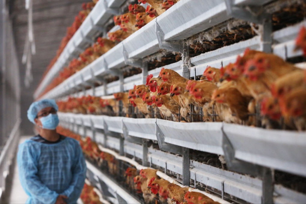Bird flu has, unfortunately, returned to Hong Kong, just four months after live chicken sales resumed. Photo: Sam Tsang
