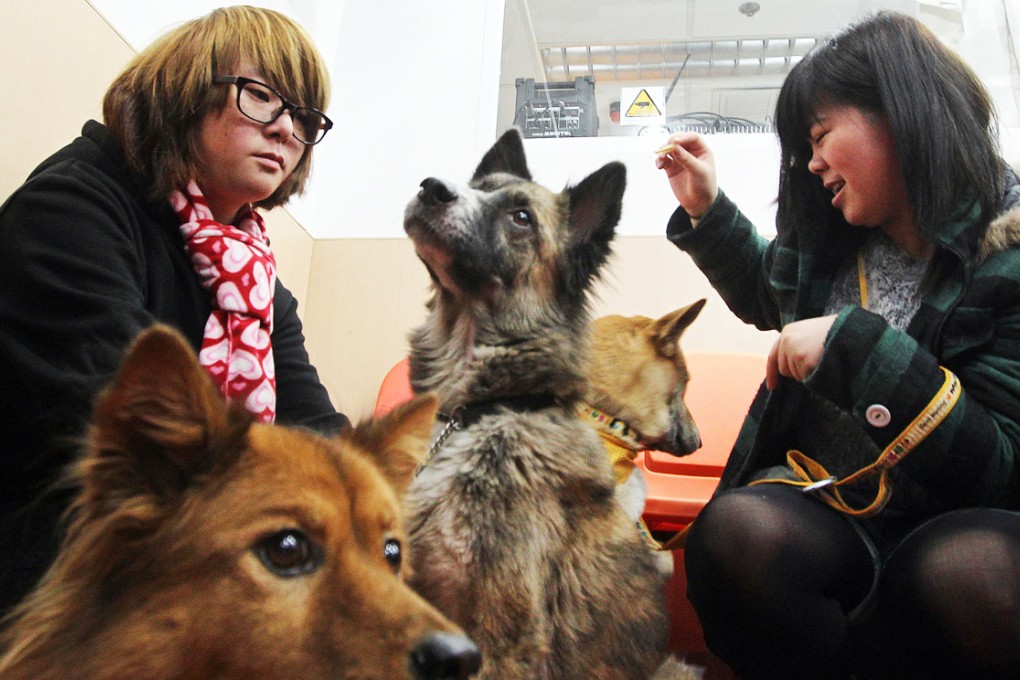 Participants calling themselves Kwai (left) and Ah Ching play with dogs during a Chinese Evangelical Zion Church Social Service Division press conference. Photo: Edward Wong