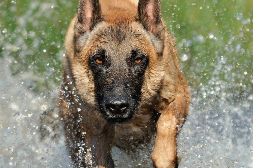 Researchers studied the CDH2 gene in Belgian Malinois. Too much of it and the dog can't focus, too little and a dog won't display an interest in tasks. Photo: SCMP