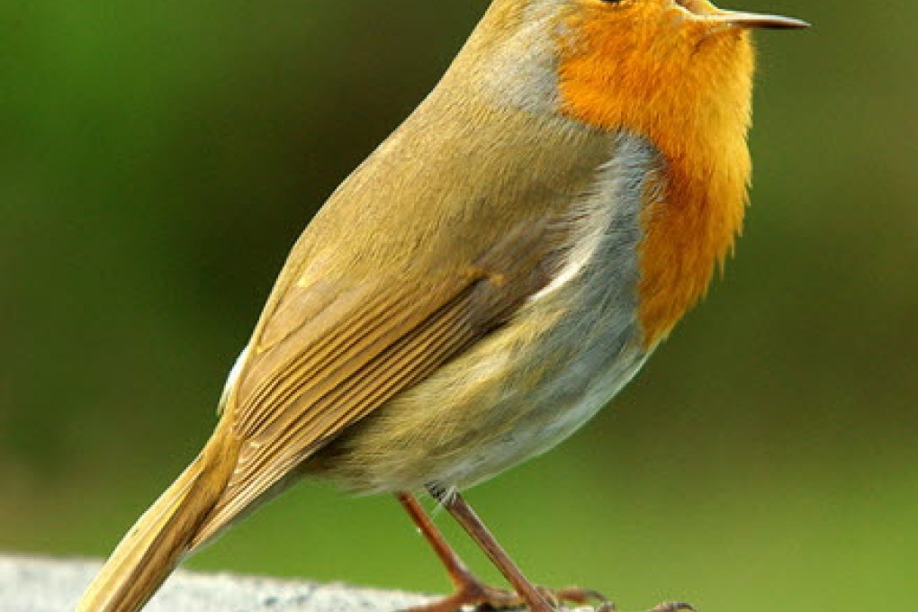 Drunk birds slur songs just like us