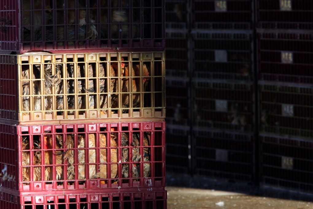 Wholesalers call off plan to release 5,000 live chickens onto Hong Kong streets