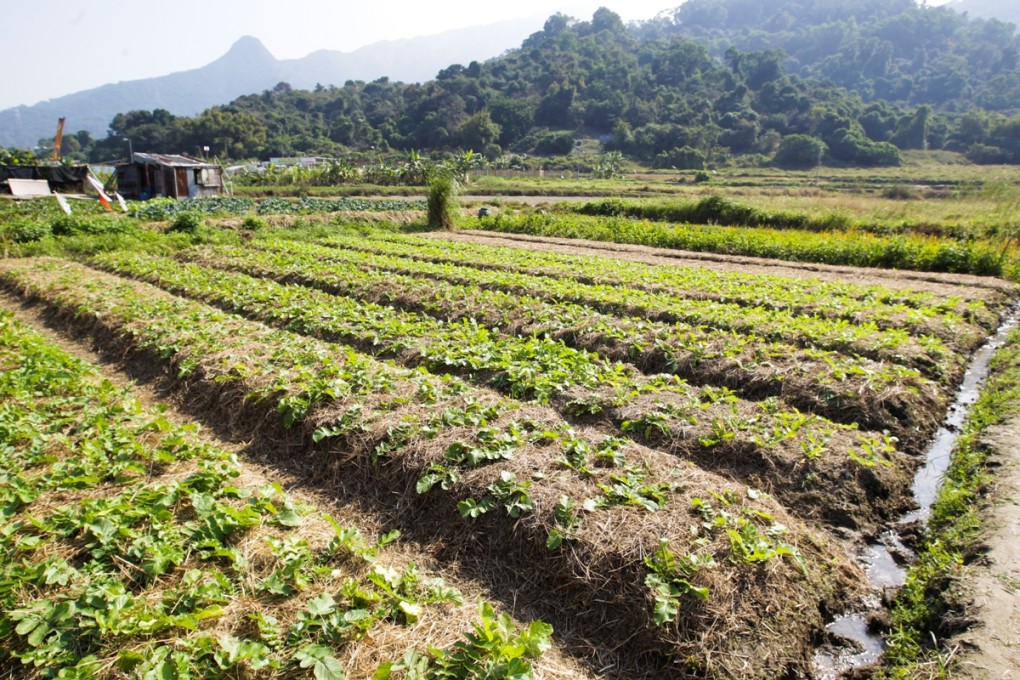 Farming still has a part to play in Hong Kong