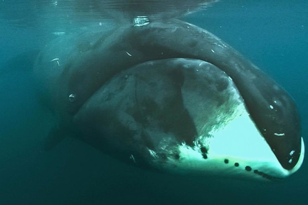 A bowhead whale underwater. Photo: Cell Reports 2015