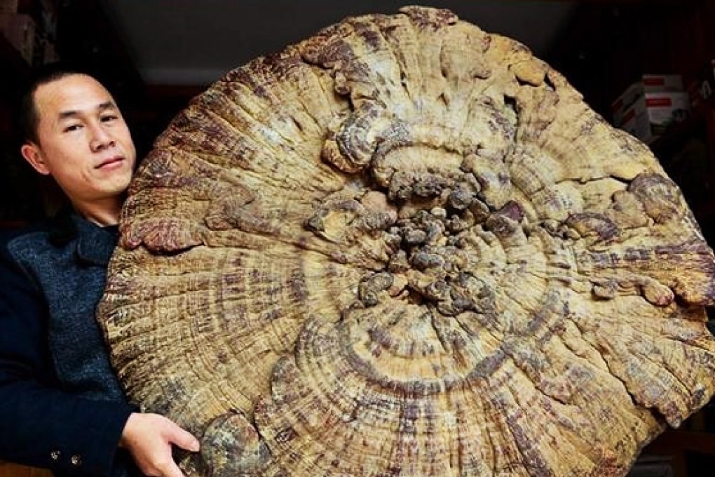 A giant lingzhi mushroom weighing nearly 15kg is displayed in a shop in Guangxi. Photo: SCMP Pictures