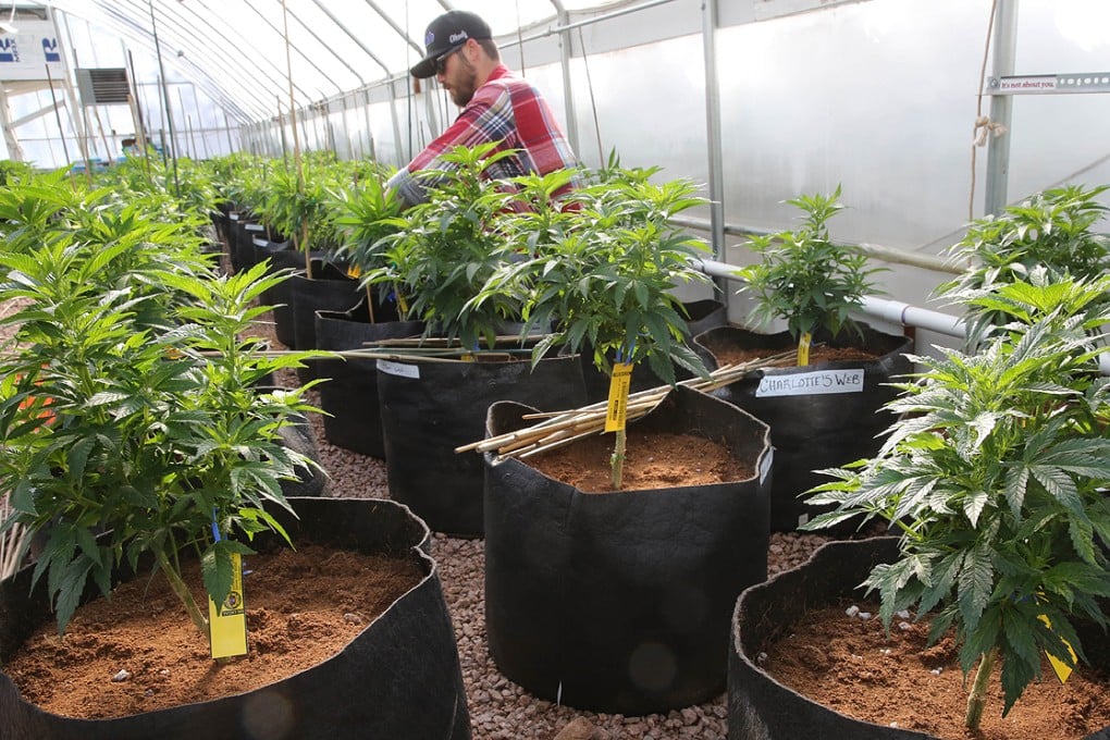 Authorities in the Swiss canton of Geneva are pondering liberalisation of cannabis laws in order to undermine the city's thriving black market. Photo: AP
