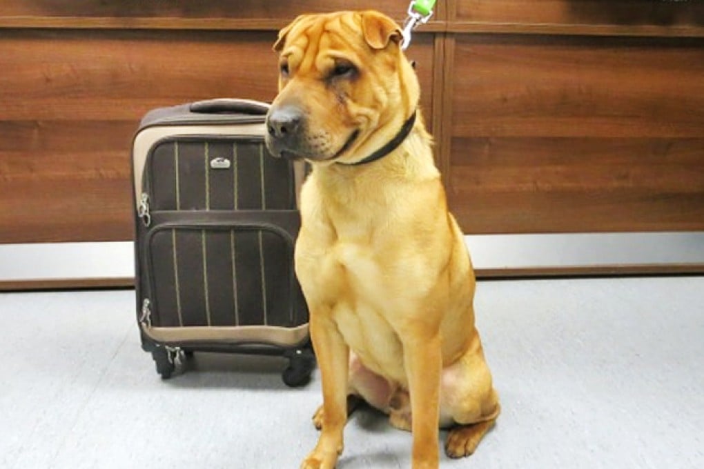 Shar-pei cross breed Kai was found tied by a leash to a railing outside the train station, sitting next to the suitcase. Photo: Scottish SPCA Facebook page