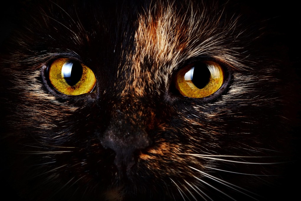 Takashi Hiraide writes about a cat many of us will find familiar.