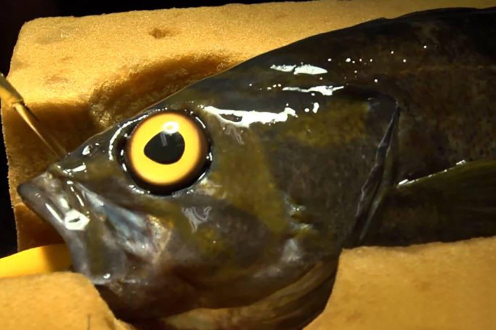 The rockfish with its prosthetic eye. Photo: Vancouver Aquarium