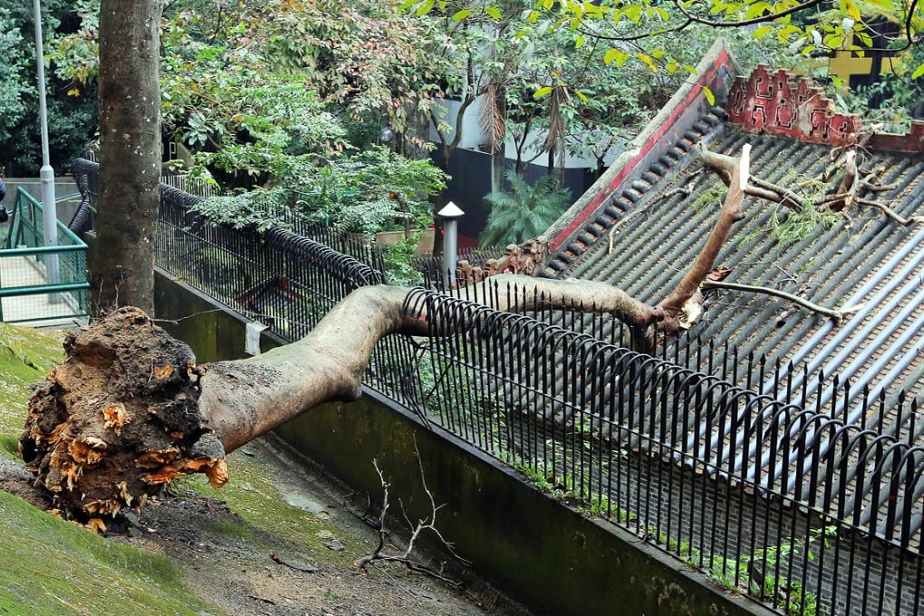 Part of the collapsed tree lies on the roof of Pak Tai Temple in Wan Chai, leaving several holes. Photo: Felix Wong