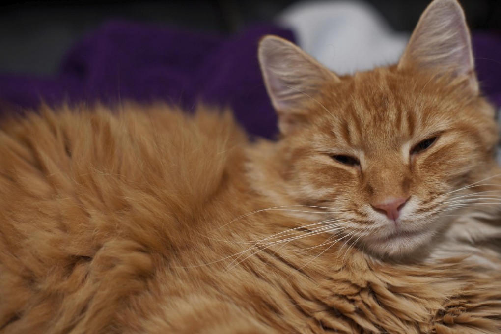 Cats have evolved kidneys so efficient that it allows them to filter out salt, making them one of the few animals that are able to drink seawater. Photos: Thinkstock