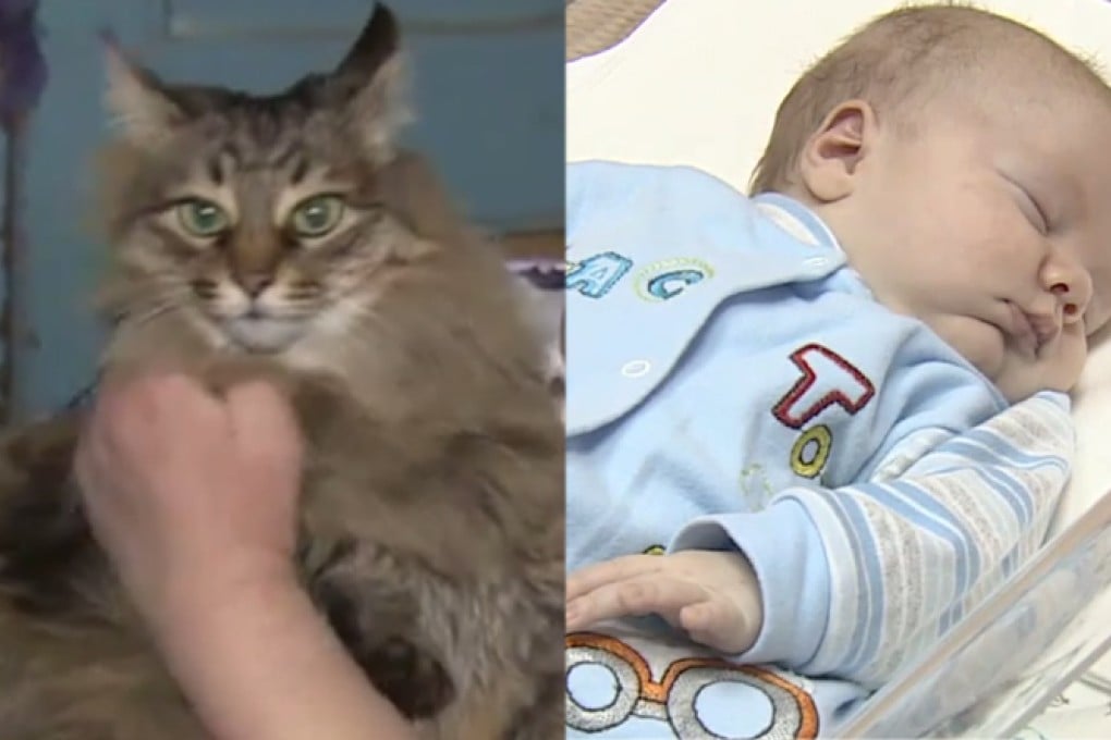The stray tabby Masha (left) was found curled up by the abandoned baby in front of an apartment block in Obninsk, Russia. Photo: Screenshot