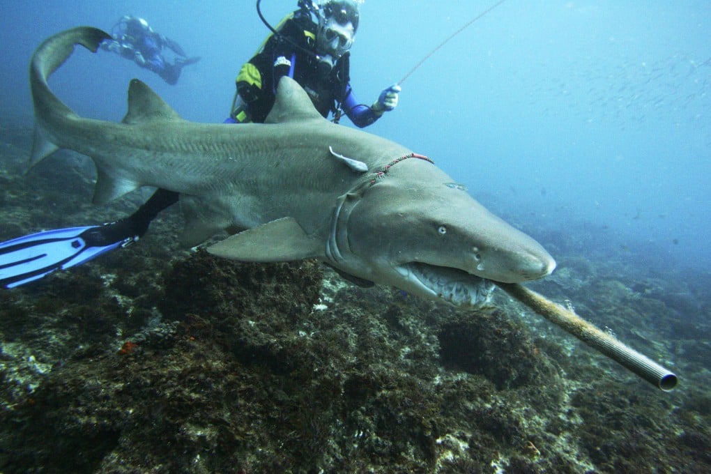 A file photo of one of the species of shark endemic to Australia. Recent sightings of sharks have prompted shutdowns in Australia's beaches. Photo: AP