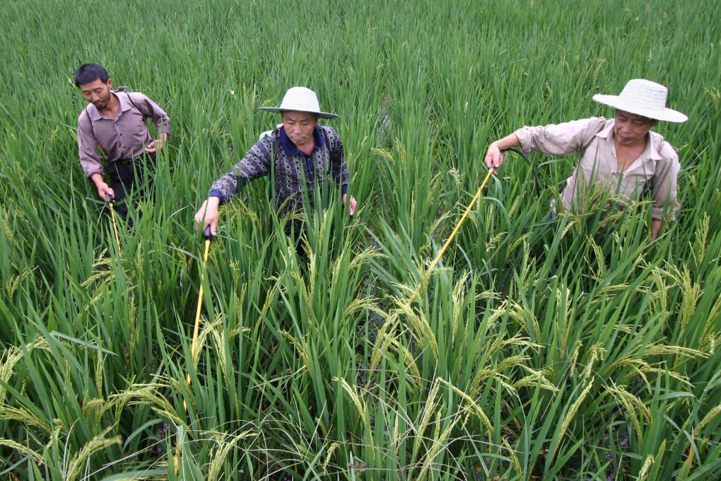 Farmers spray pesticide in a rice field in Yongchuan in Chongqing. Research on a bacterium could cut chemical use. Photo: AFP