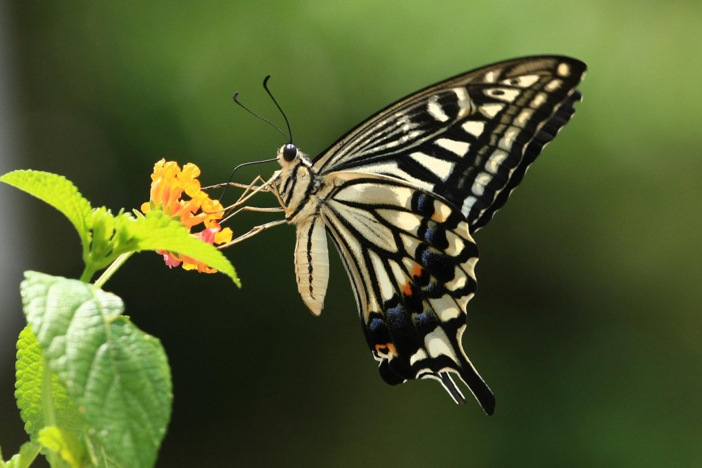 Many rare butterflies have been seen in the city. Photo: Green Power