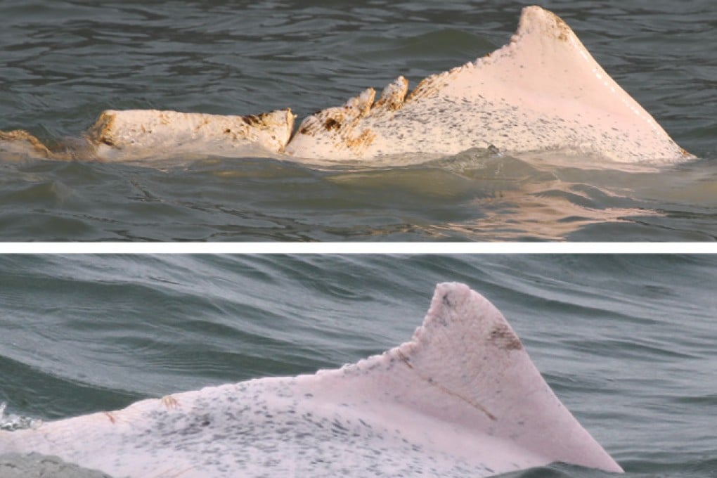 The dolphin before (bottom) and after the mishap with a boat's propeller. Photos: HKDCS