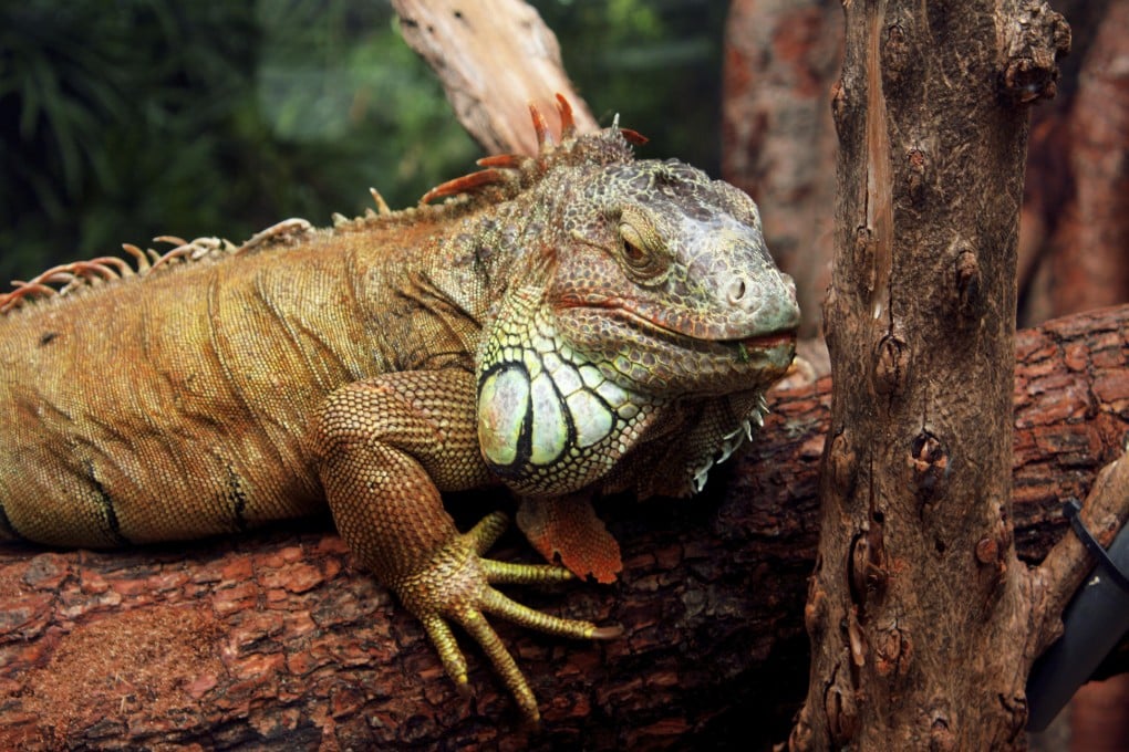 Iguanas are sold in huge numbers in Hong Kong, but many owners do not realise that they can grow into extremely large adults and have specific nutritional requirements. Photo: Thinkstock