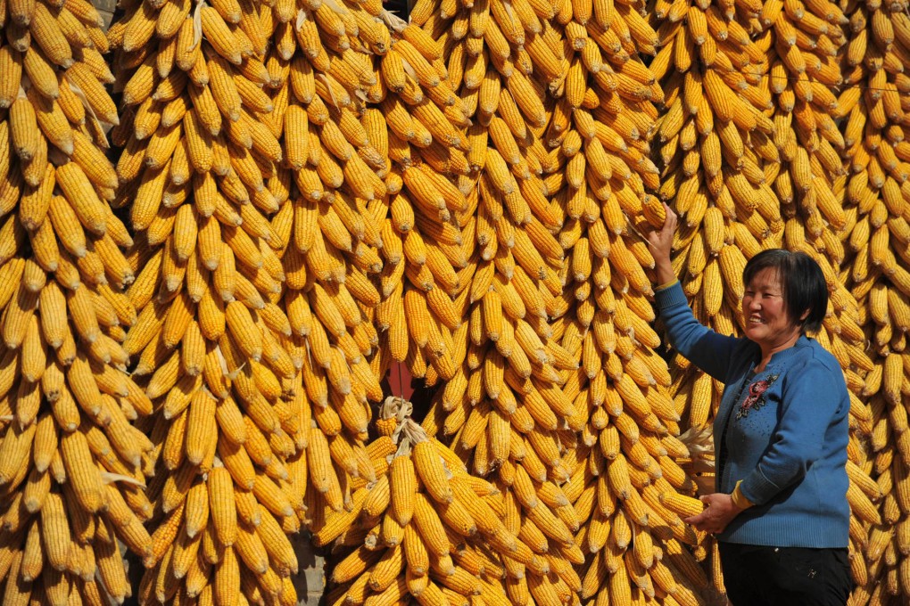 A mainland farmer airs her sweetcorn crop. Photo: Corbis