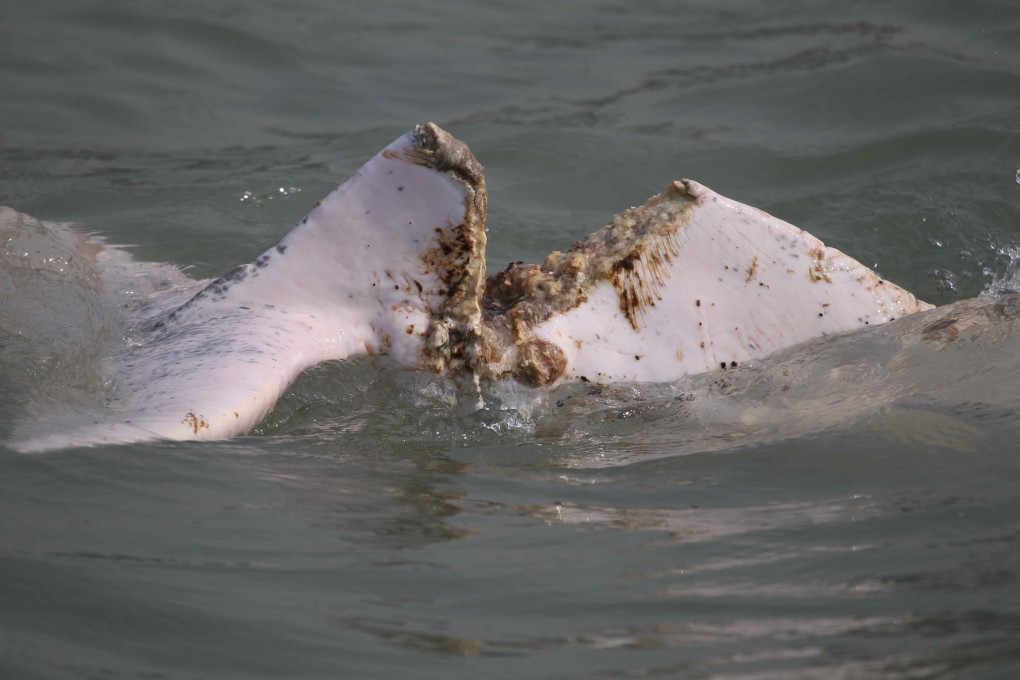 The badly injured Chinese white dolphin.Photo: Cetacean Ecology Lab, SWIMS, HKU