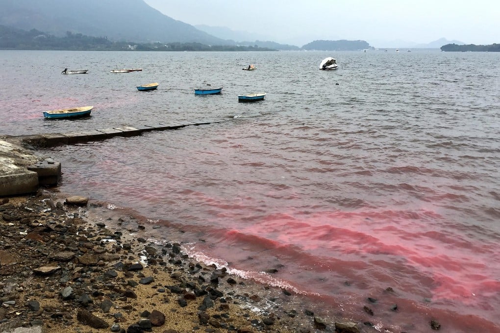 Glowing algae forms a red tide by daylight.Photo: Denise Tsang
