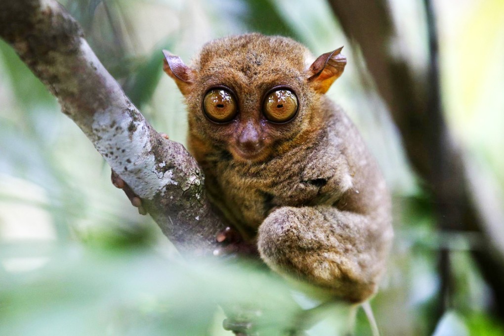 Tarsiers are modern-day examples of haplorhines. Photo: EPA