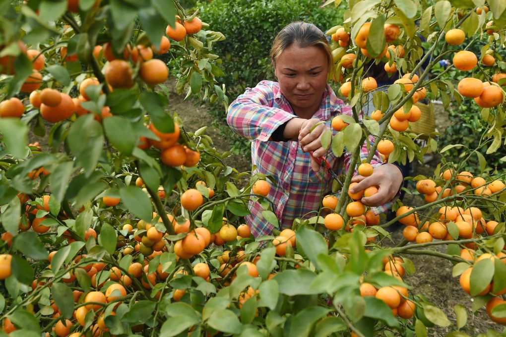 Beijing must overhaul farm management in China and unleash the creativity of its farms and farmers. Photo: Xinhua