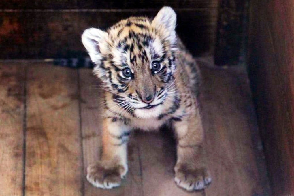 The endangered South China tiger cub, which is now feeding normally at a zoo in Jiangxi province after a breeder was found to have repeatedly hit the cub. Photo: Chinanews.com