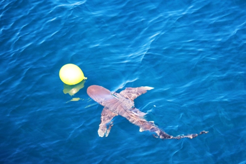 The bullhead shark suddenly appeared among the colourful balloons as a PLA Navy gunner was about to pull trigger. Photo: PLA Navy
