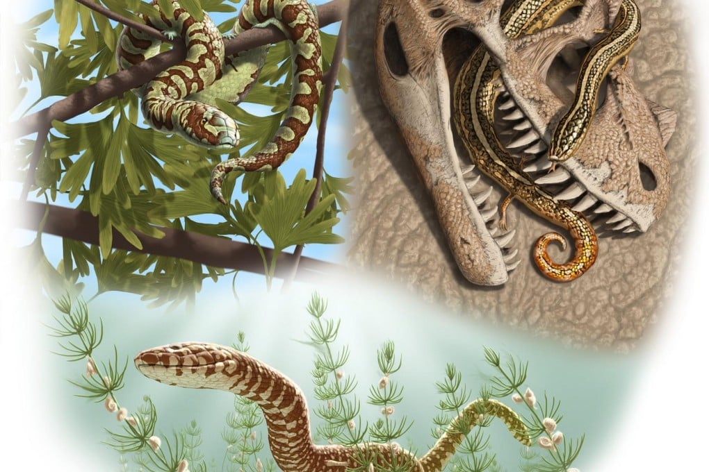 Snakes have existed far longer than we thought. Photo: Reuters
