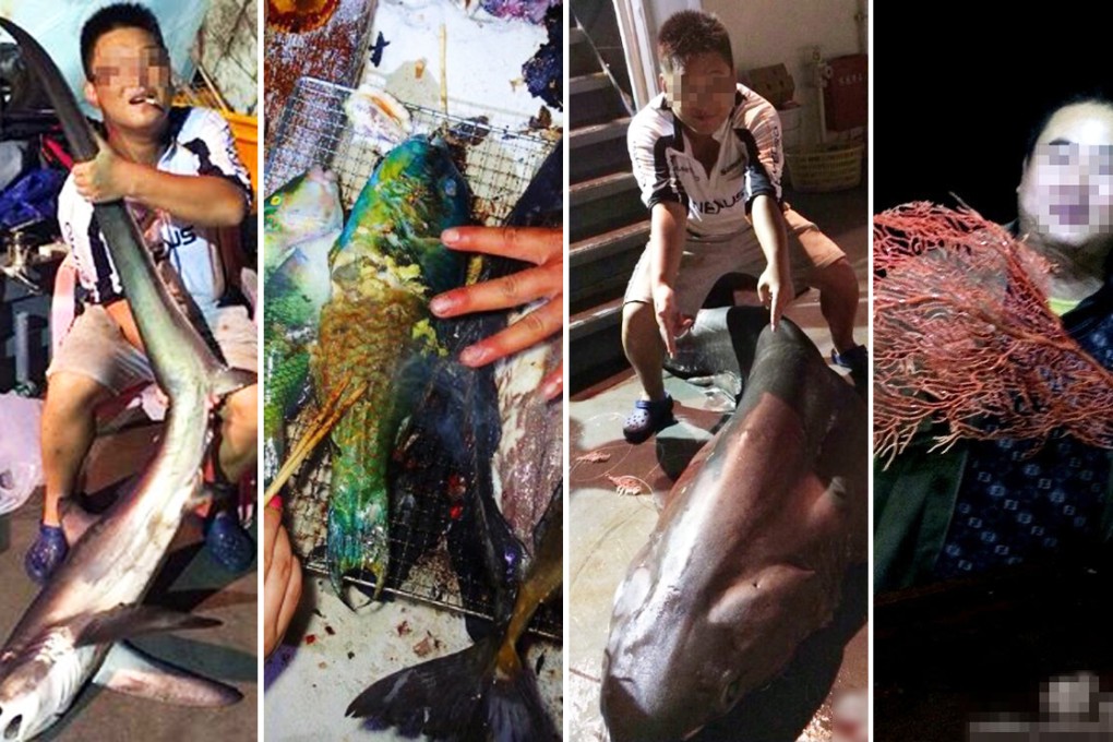 Tourists have posted photographs of themselves online showing off their catch, including endangered reefer sharks and red coral. Photo: Guangzhou Daily