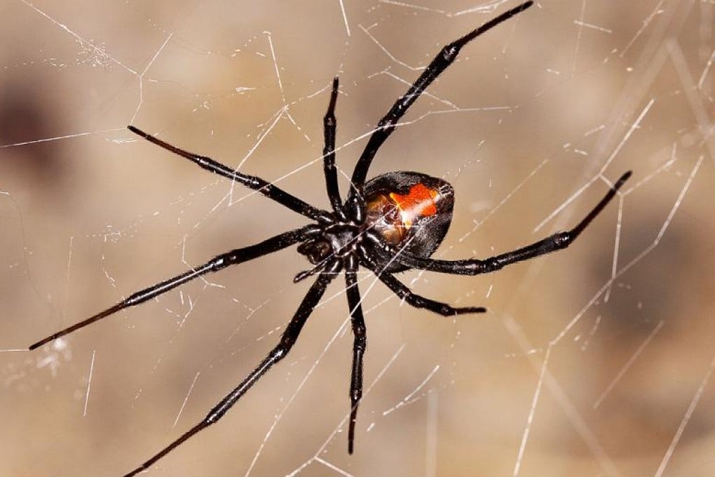 A venomous redback spider has been found by Customs officers in Guangdong among a container of iron frames from Australia. Photo: SCMP Pictures