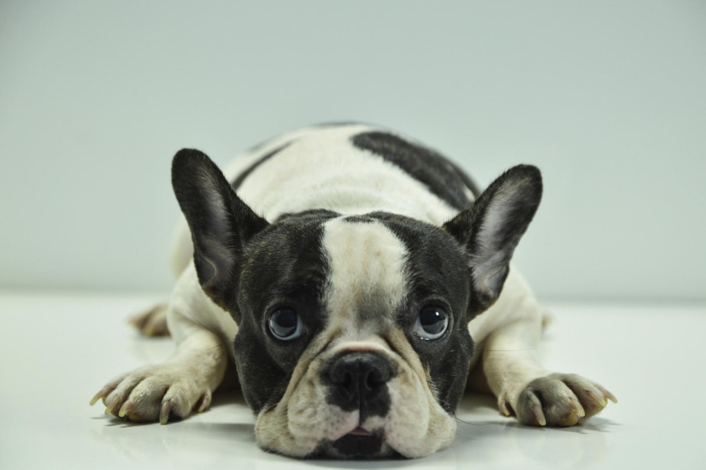 If your dog seems depressed or tired all the time, it could be showing symptoms of an underlying illness. Photos: Thinkstock