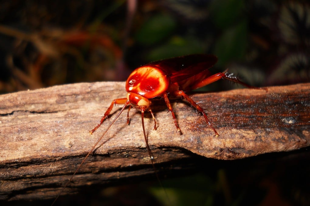 Shy or bold? Cockroaches have at least two distinct personality types, researchers say. Photo: AP