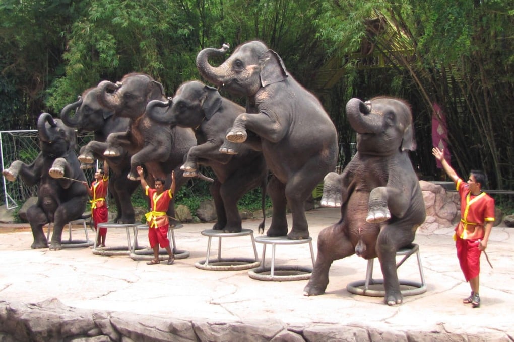 Baby elephants are put through rigorous and cruel training in order to perform for tourists in Thailand.