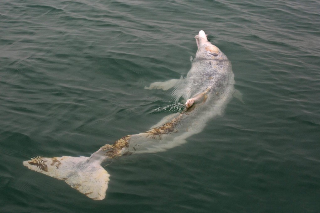 The injured dolphin was found off Lantau.Photo: Gary Stokes