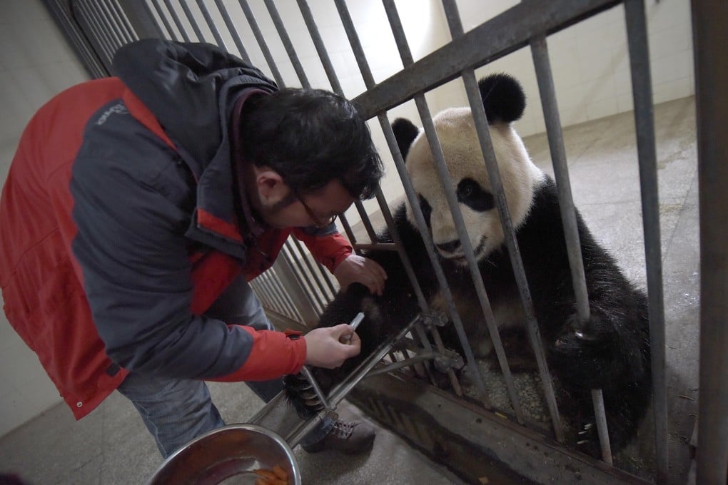 A staff member at the Sichuan breeding centre draws blood from a panda for testing after several pandas died from the canine distemper virus. Photo: Xinhua