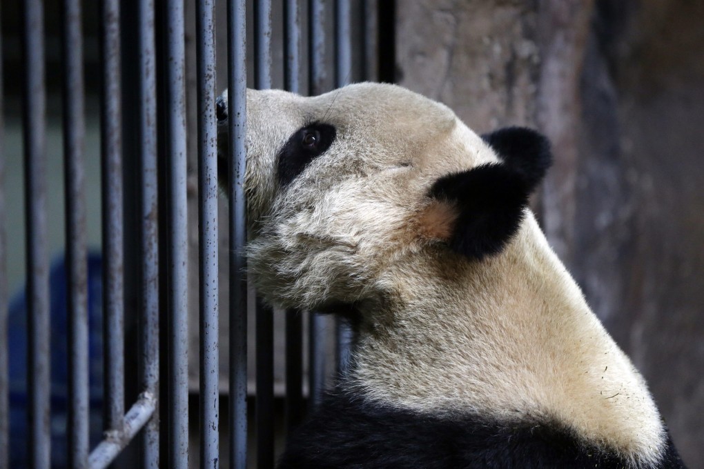 A panda looks out of his cage at Beijing zoo. A fourth panda has died of canine distemper at a wildlife breeding centre in Shaanxi. Photo: EPA