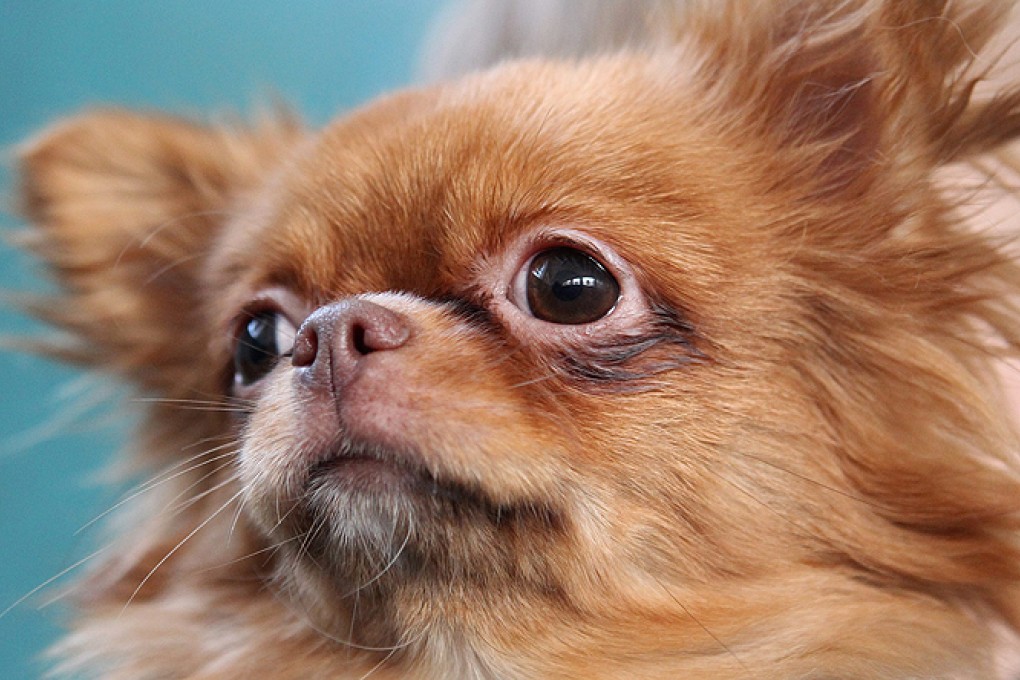 A Chihuahua of the same breed as the deceased dog at the centre of the Japan court case. Photo: EPA