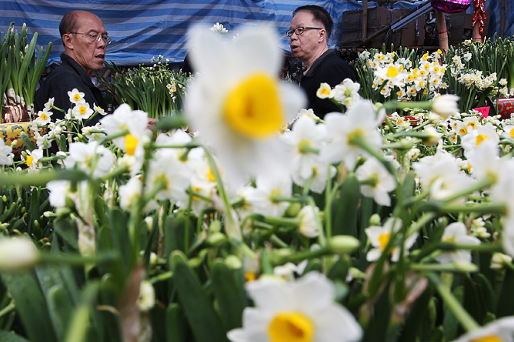 People choose daffodils at Lunar New Year fair at Victoria Park in this file image from February 2013. Photo: SCMP Pictures
