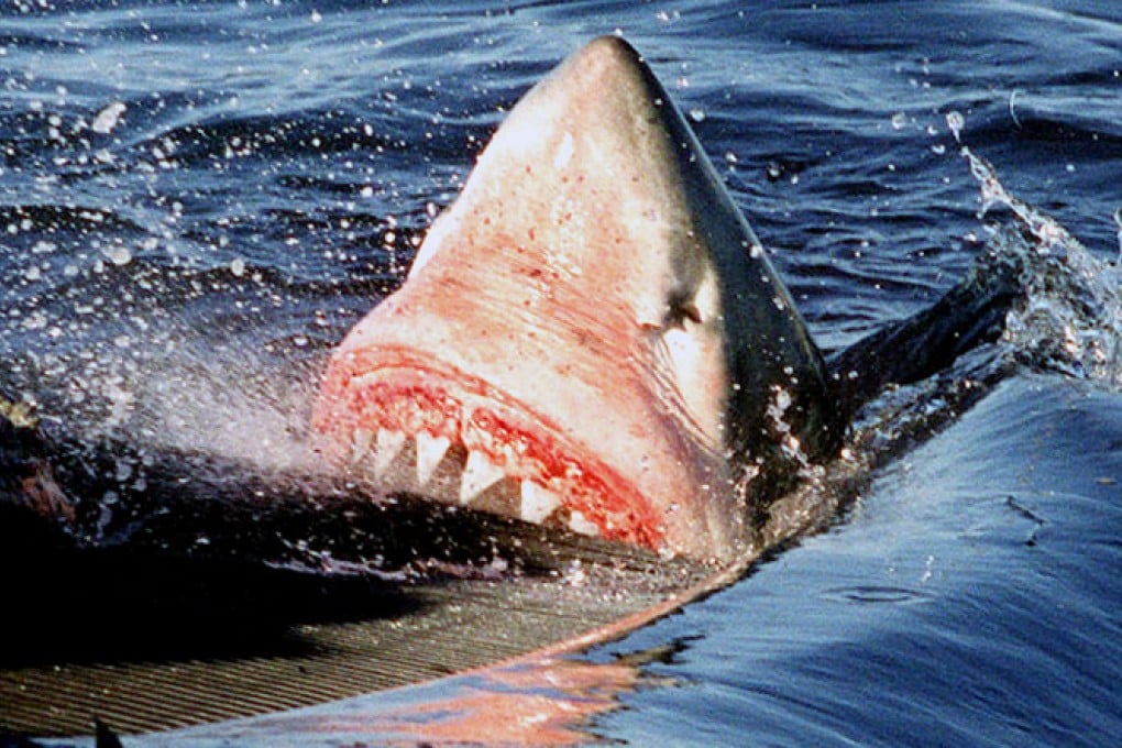 A shark bites into a whale carcass off Australia's coast in this file photo. Sharks are a regular feature in Australian waters and have had several run-ins with swimmers and surfers, but fatalities are rare. Photo: Reuters