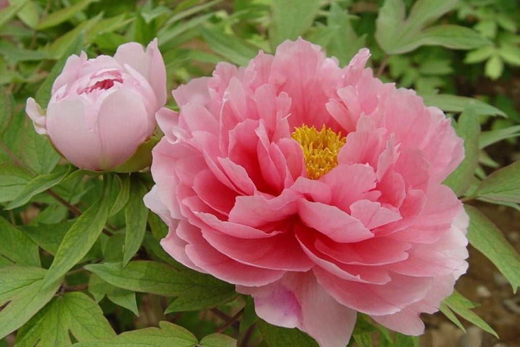 The tree peony used to be the national flower.