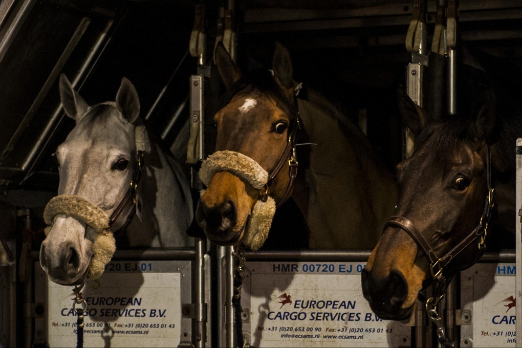 A little startled these horses may seem, but not surprising after their 13-hour flight from Belgium for the Longines Hong Kong Masters showjumping this weekend. Photo: SCMP Pictures