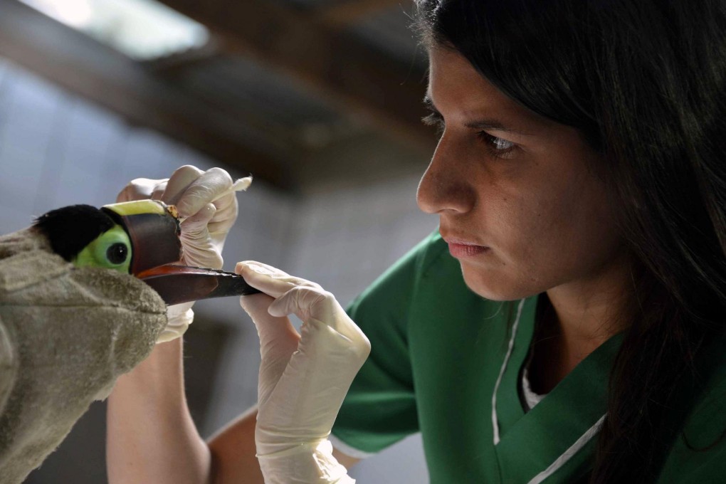 Veterinarian Carmen Soto treats Grecia the toucan.Photo: AFP