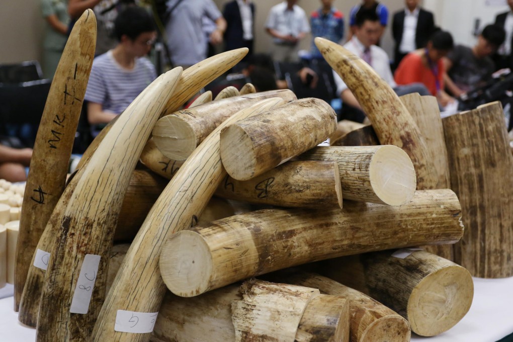 Illegal ivory seized in Hong Kong last year.Photo: Nora Tam