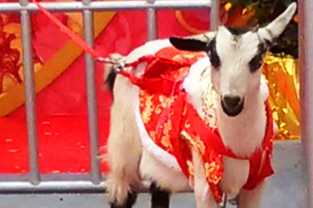 The goat dressed in a traditional red New Year jacket, and contained within a fake paddock with false turf. Photo: SCMP Pictures