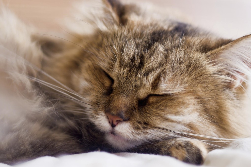 Tiredness and loss of appetite could indicate illness in cats. Photo: Thinkstock