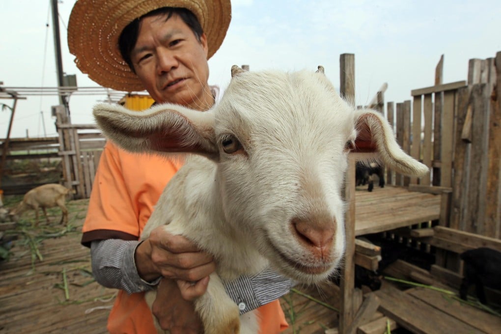 Allan Shek has more than 100 goats on his farm near Mai Po, which opened to the public last week. Photos: Edward Wong, Nora Tam