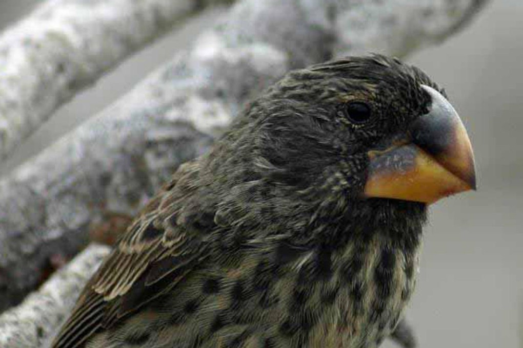 The finches were crucial to Darwin's theory. Photo: Washington Post